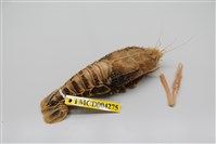 藏品(盲眼多螯蝦)的圖片